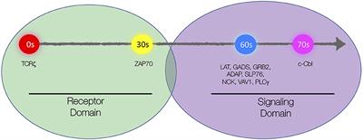 Microclusters as T Cell Signaling Hubs: Structure, Kinetics, and Regulation